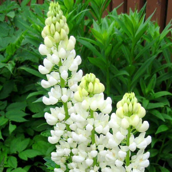 Превью изображения