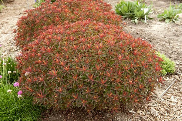 Превью изображения