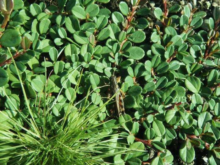 Превью изображения