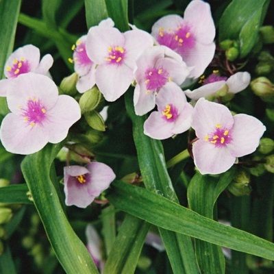 Превью изображения