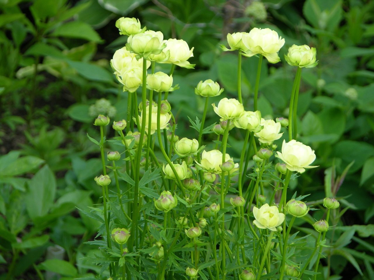 Превью изображения