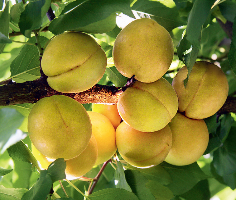 Превью изображения