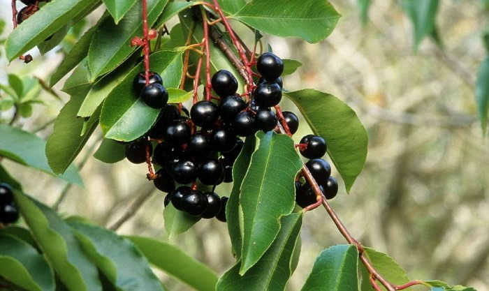 Превью изображения