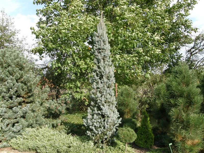 Превью изображения