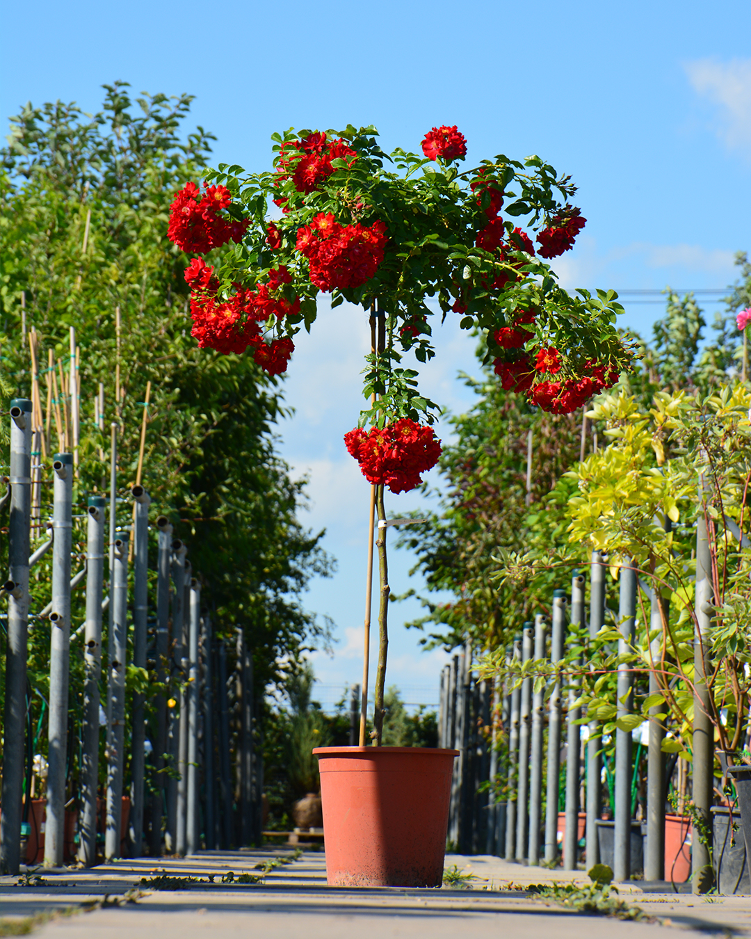 Превью изображения