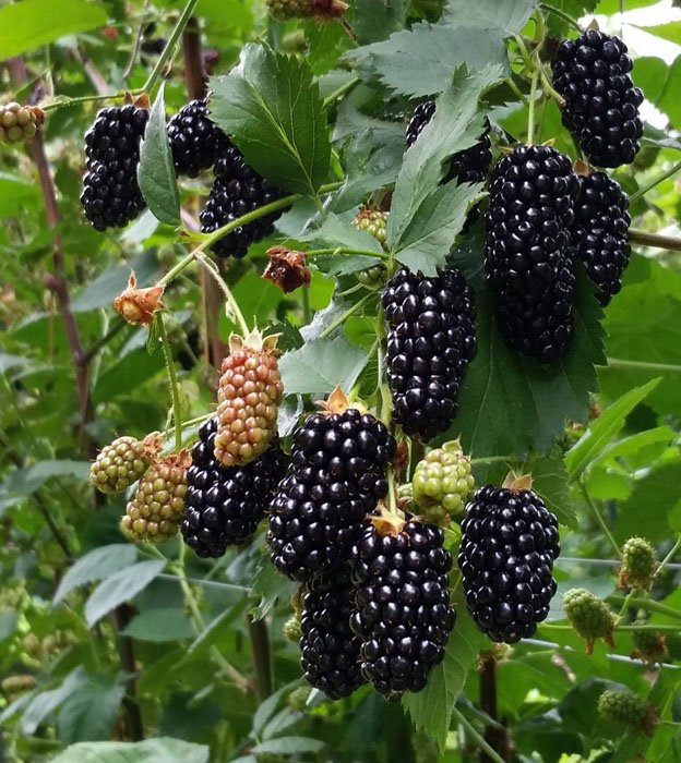 Превью изображения