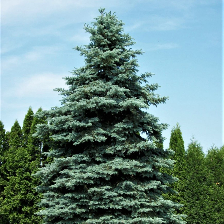 Превью изображения