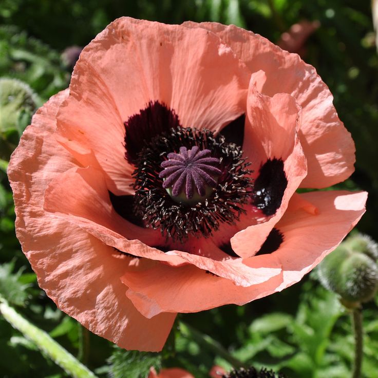 Превью изображения