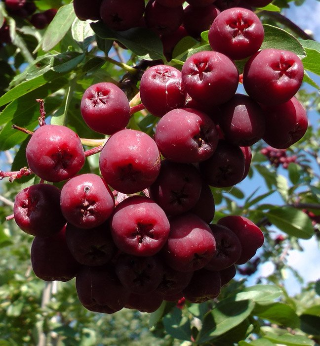 Превью изображения