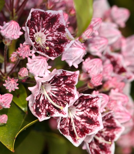 Превью изображения