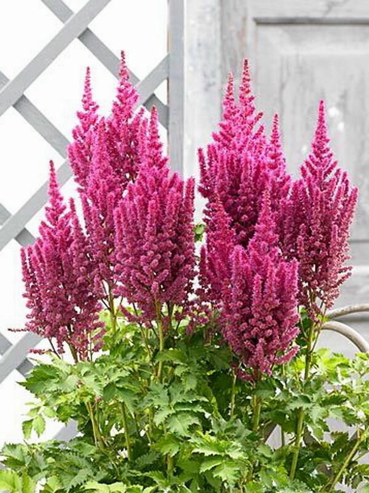 Превью изображения