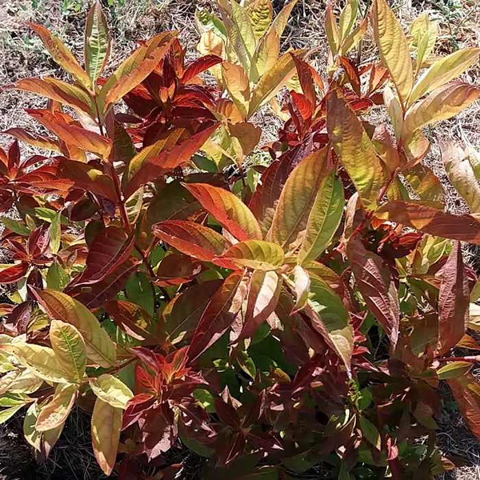 Превью изображения