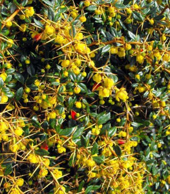 Превью изображения