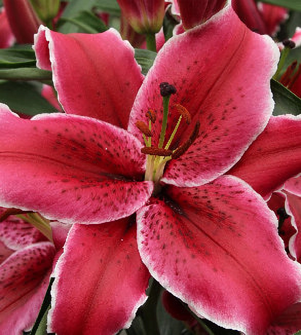 Превью изображения