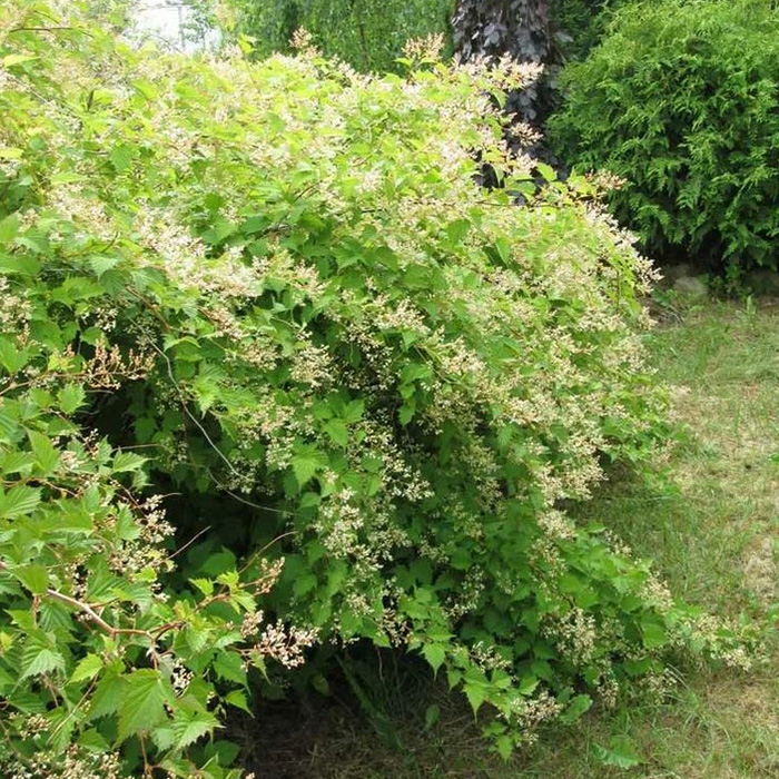 Превью изображения