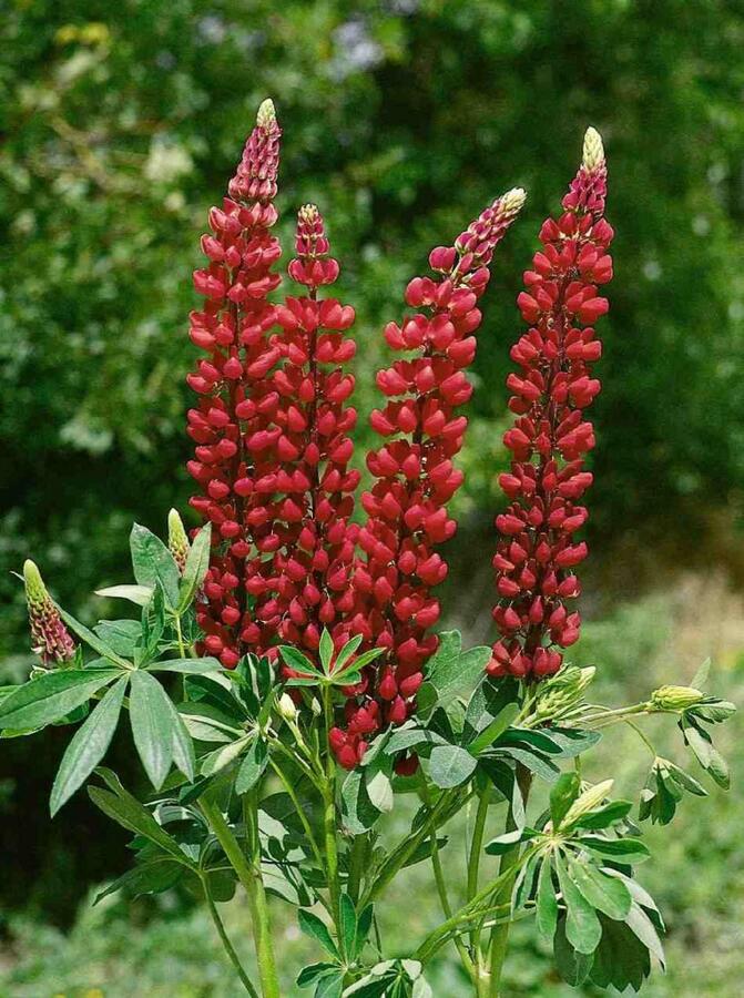 Превью изображения