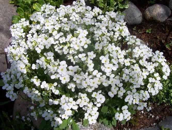 Превью изображения