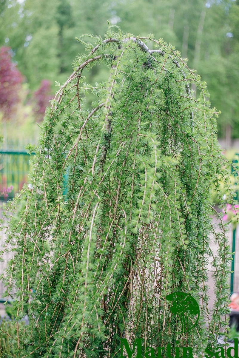 Превью изображения