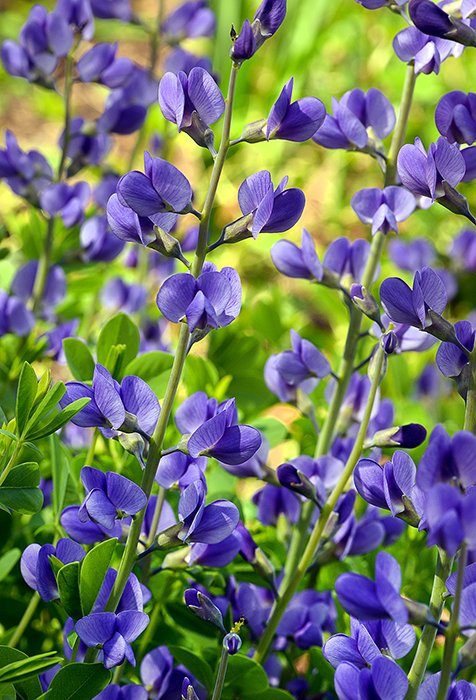 Превью изображения