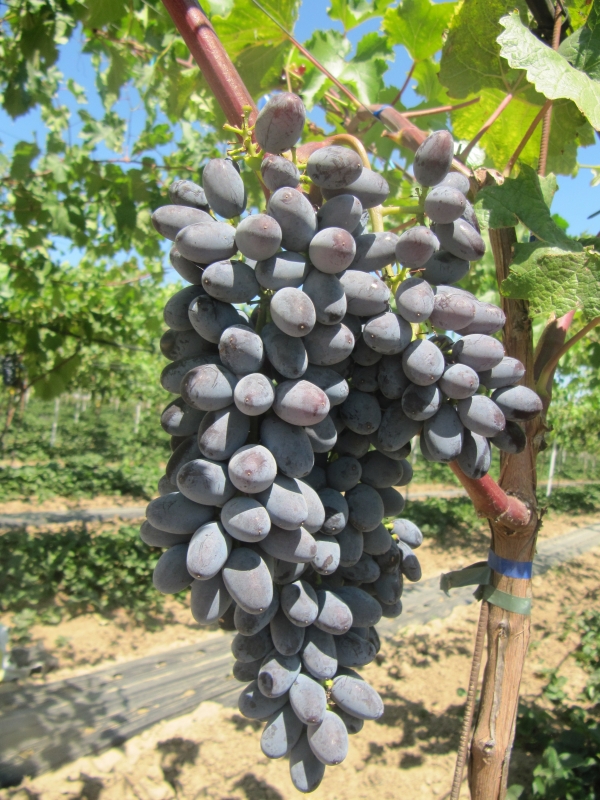 Превью изображения