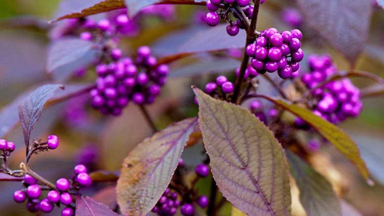 Превью изображения