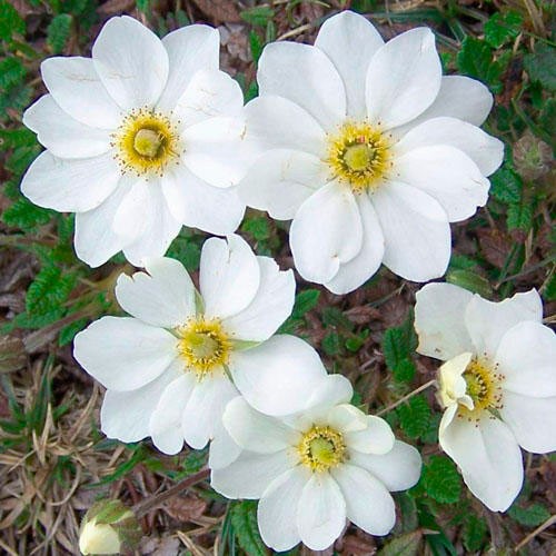 Превью изображения