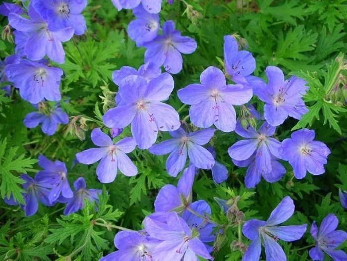 Превью изображения