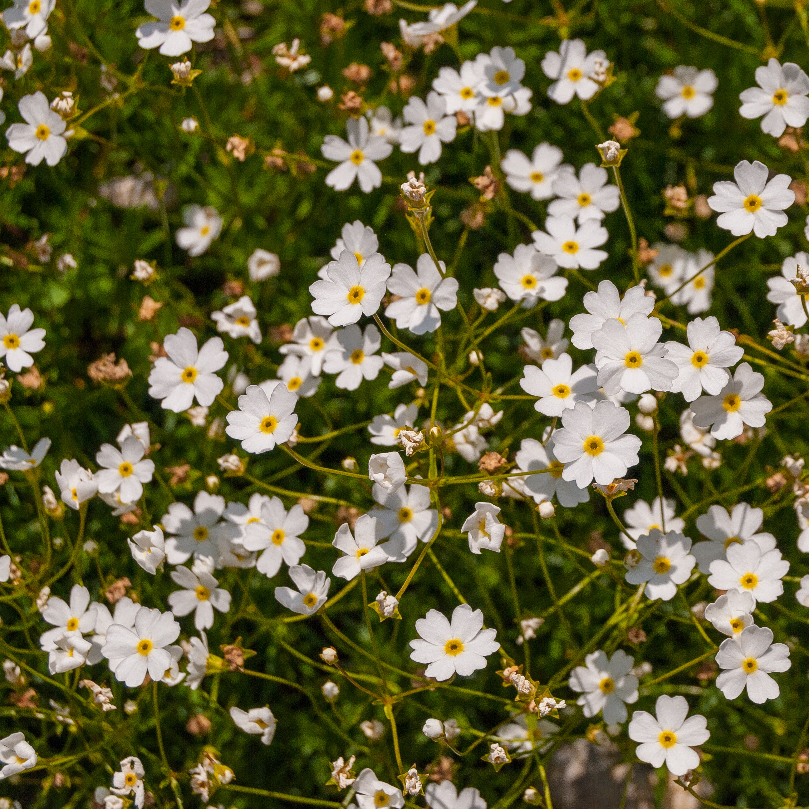 Превью изображения