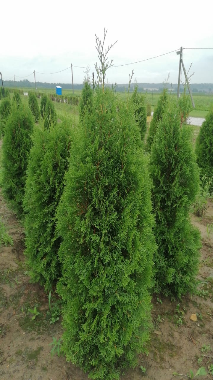 Превью изображения