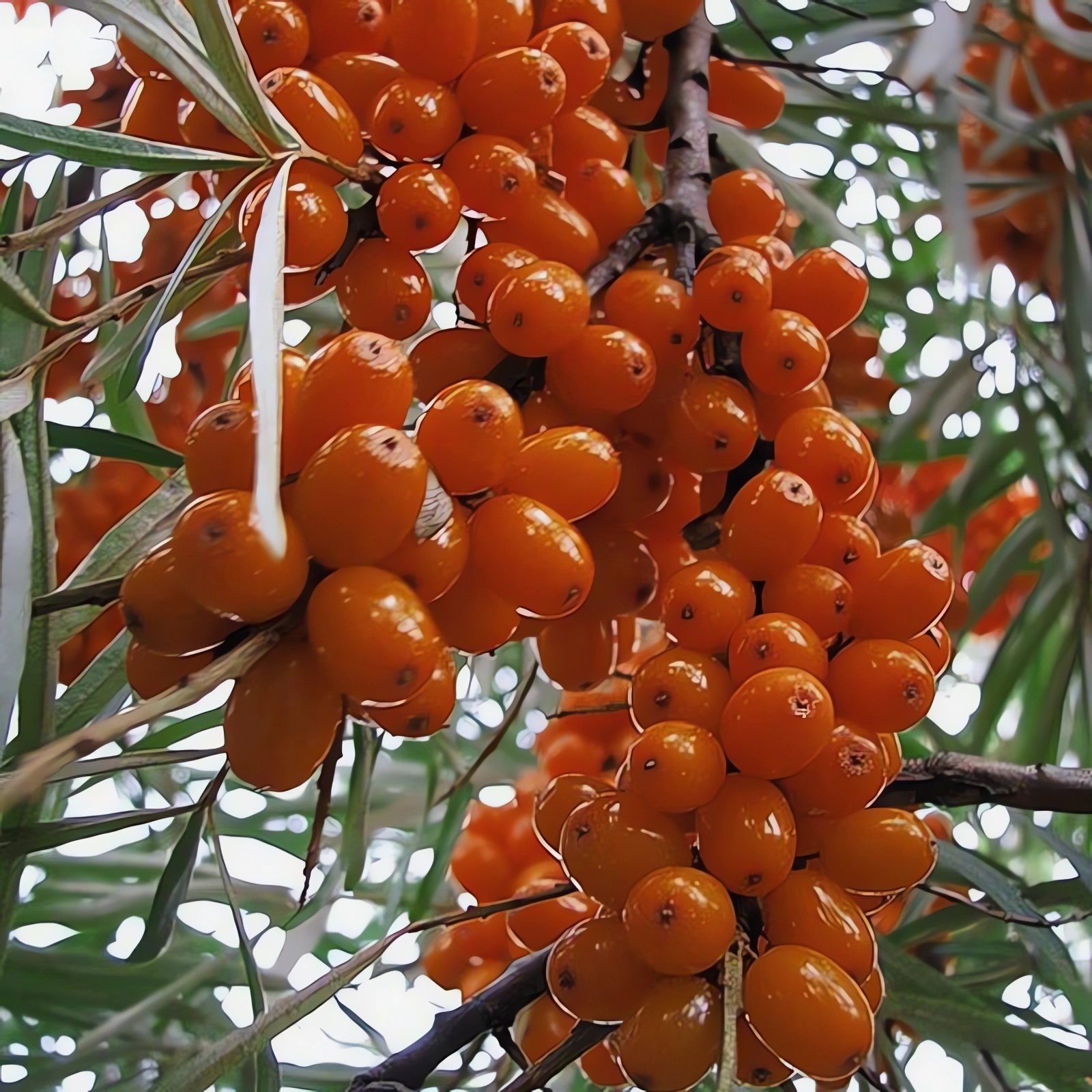 Превью изображения