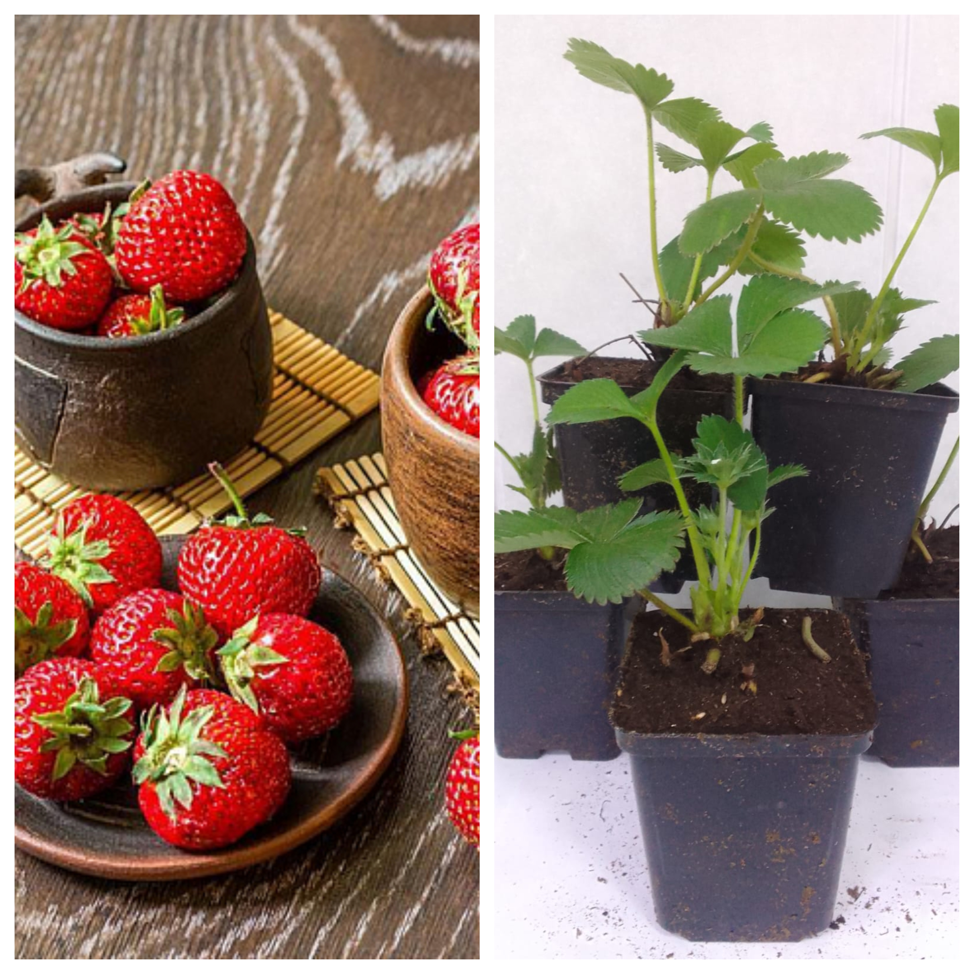 Превью изображения