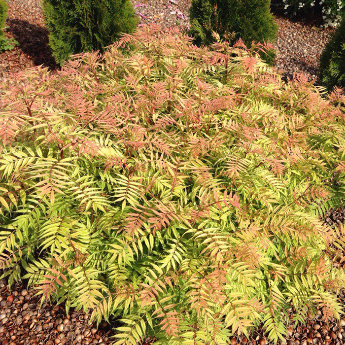 Превью изображения