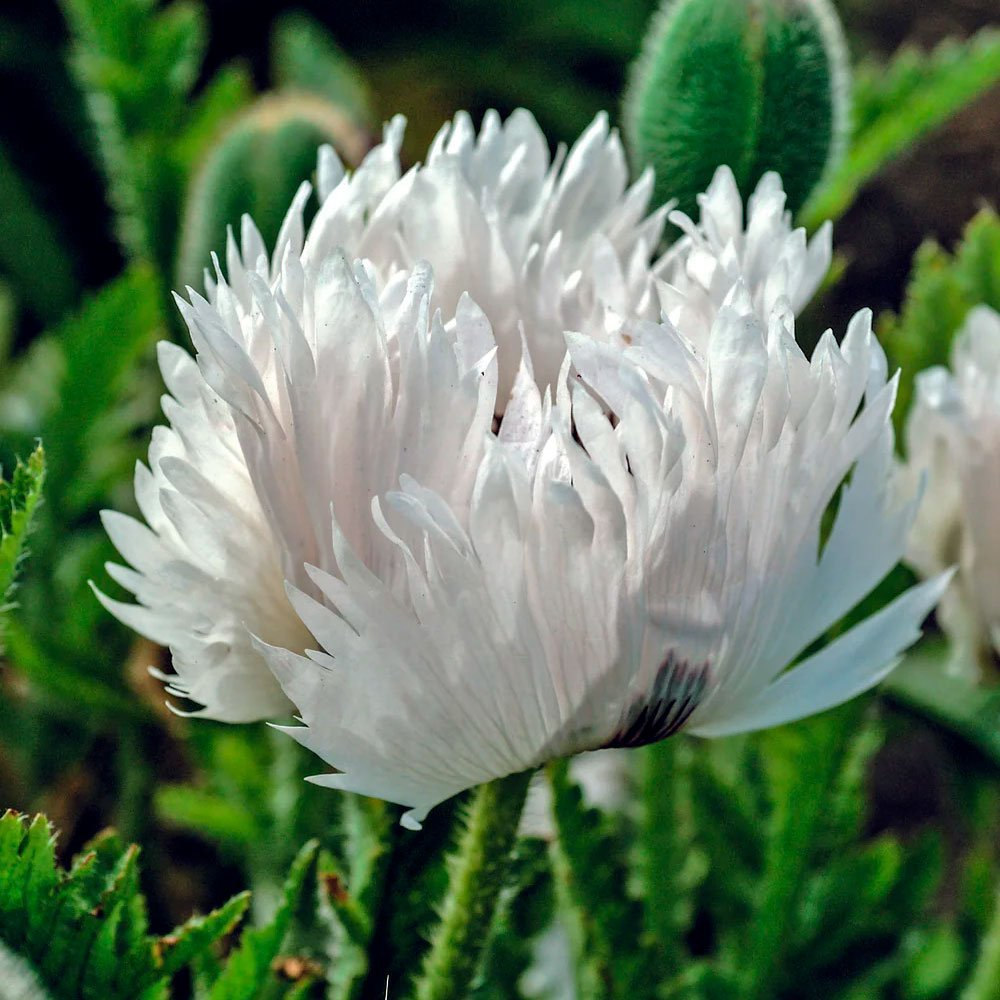 Превью изображения