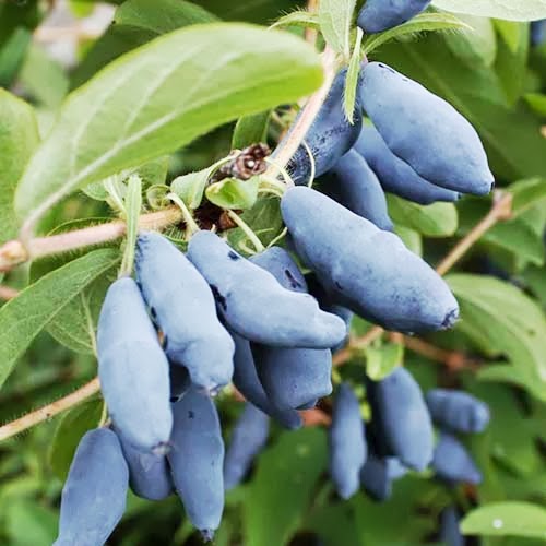 Превью изображения