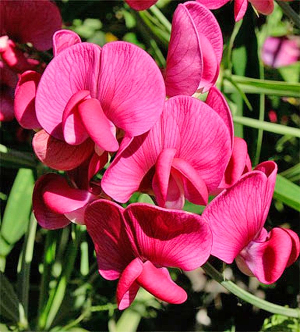 Превью изображения