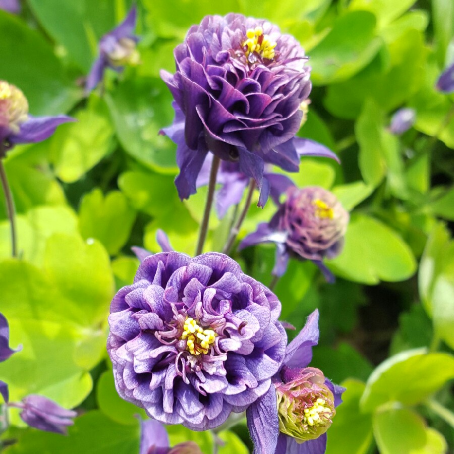 Превью изображения