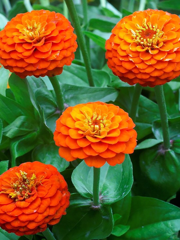 Превью изображения