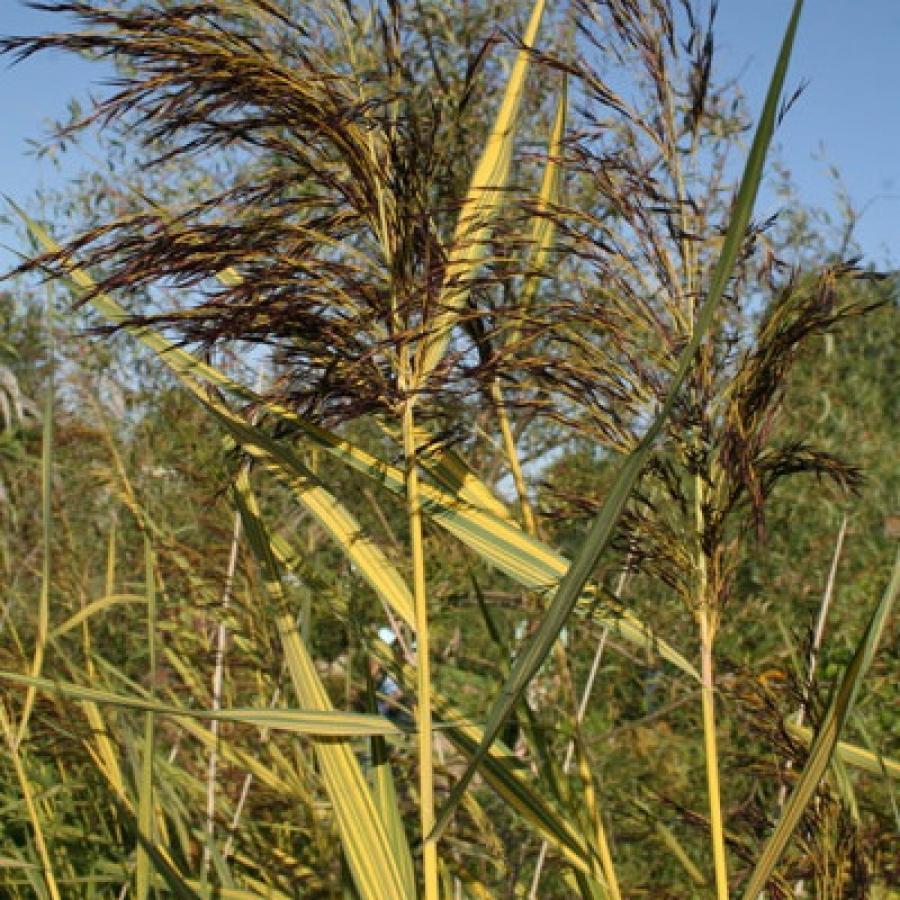 Превью изображения