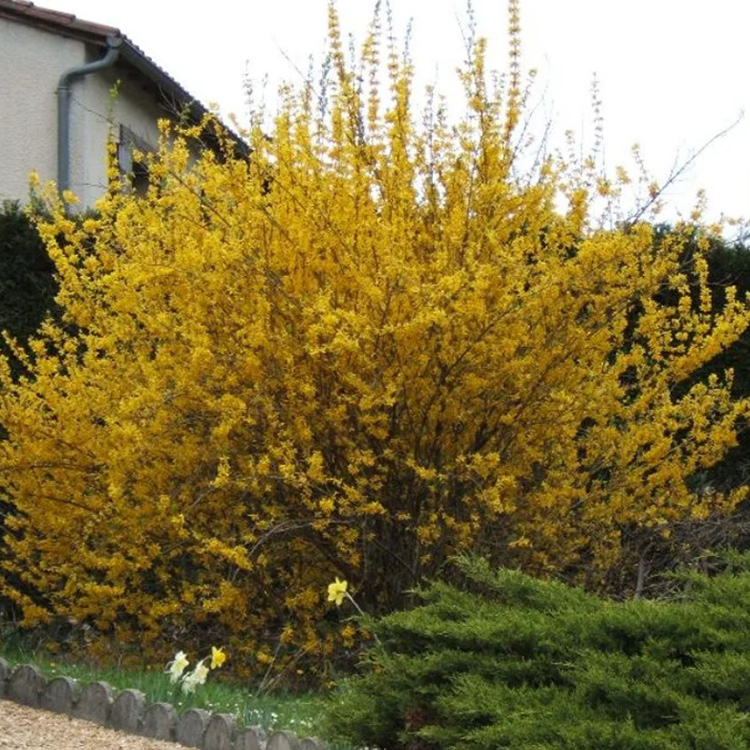 Превью изображения