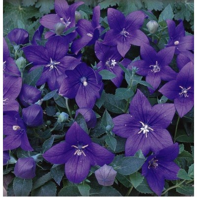 Превью изображения