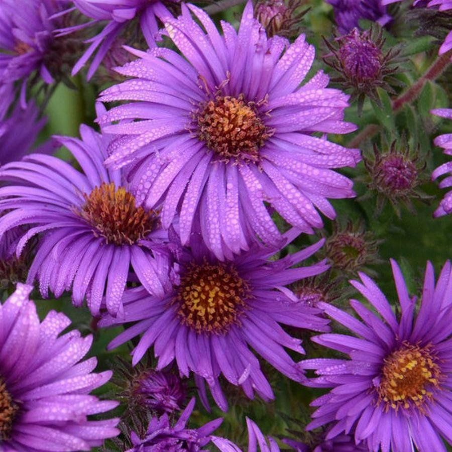 Превью изображения