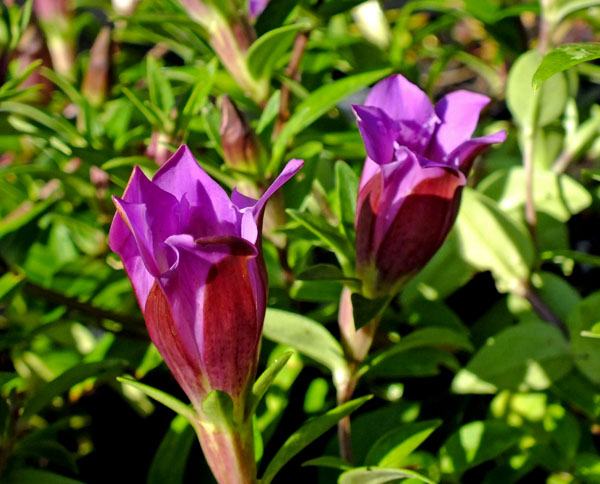 Превью изображения