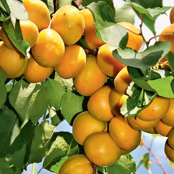 Превью изображения