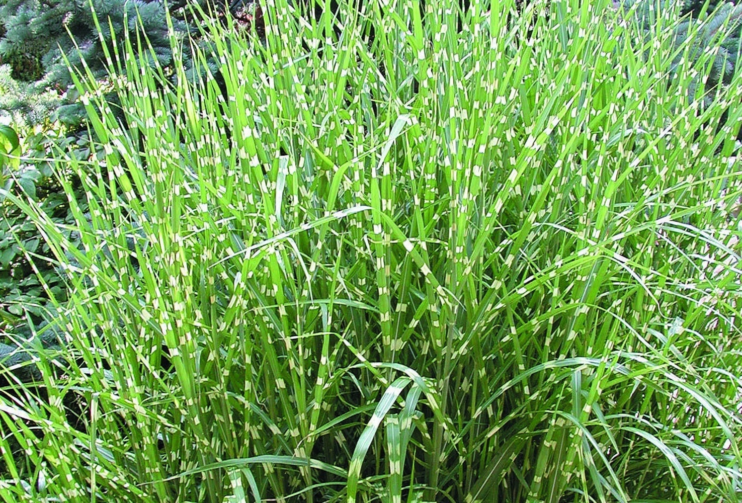 Превью изображения