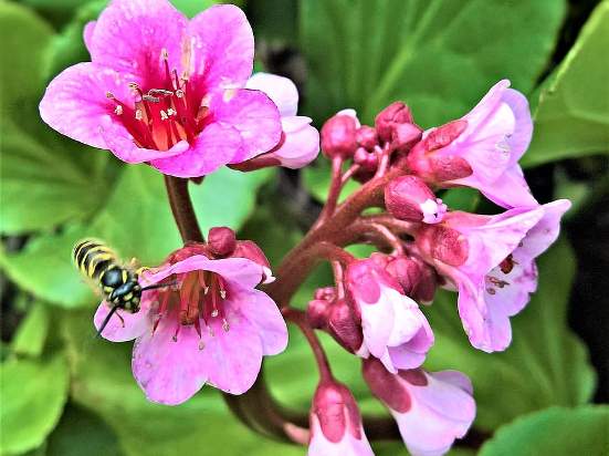 Превью изображения