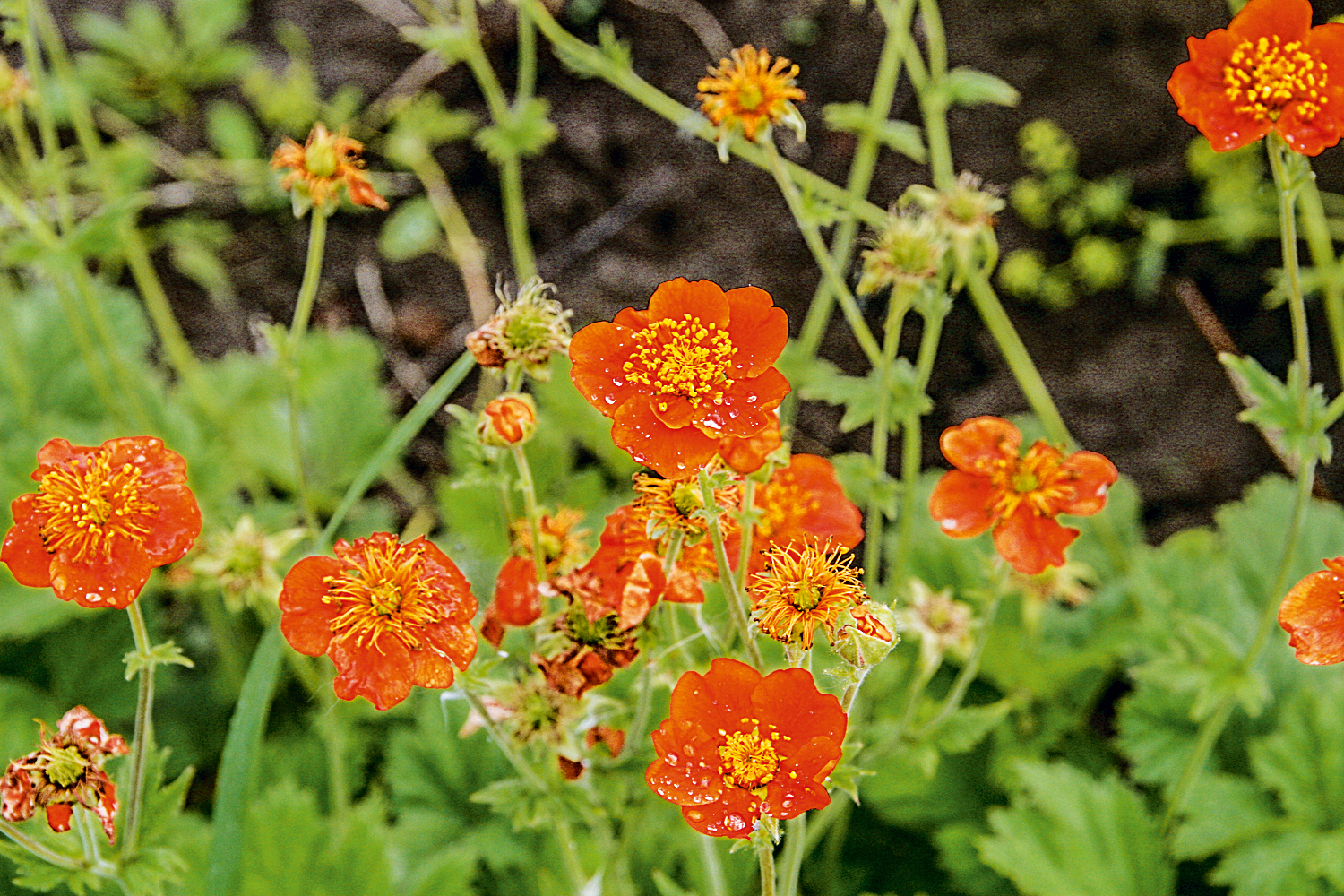 Превью изображения