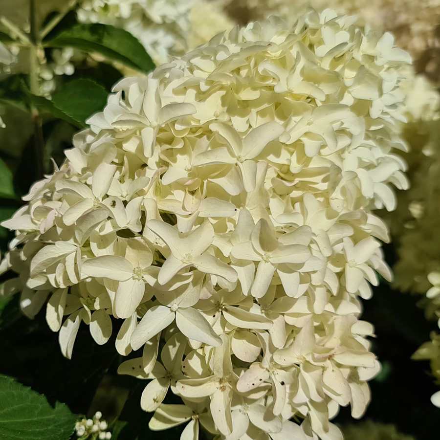 Превью изображения