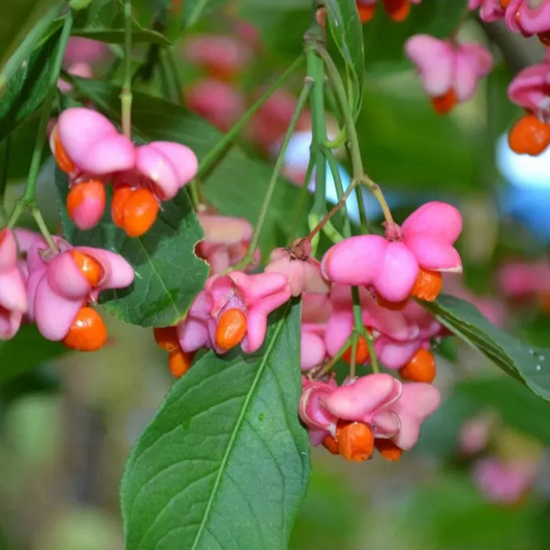 Превью изображения