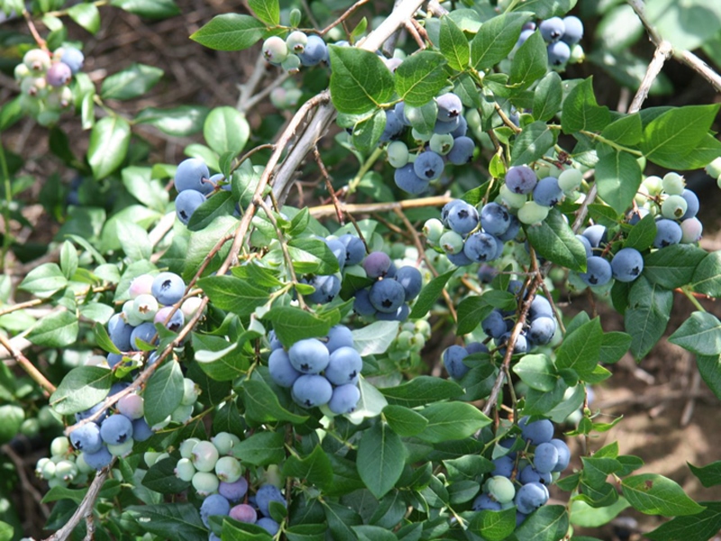 Превью изображения