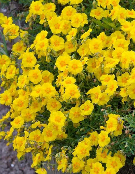 Превью изображения